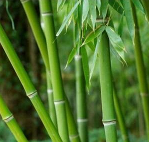 Cristais de Bambu